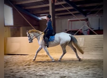 Österreichisches Warmblut, Stute, 12 Jahre, 168 cm, Schimmel