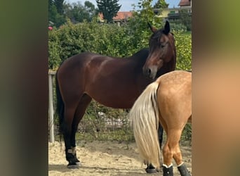 Österreichisches Warmblut, Stute, 12 Jahre, 172 cm, Dunkelbrauner