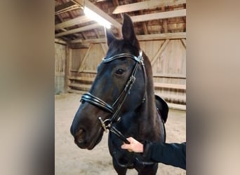 Österreichisches Warmblut, Stute, 13 Jahre, 155 cm, Rappe