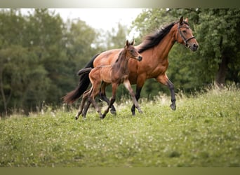 Österreichisches Warmblut, Stute, 13 Jahre, 156 cm, Brauner