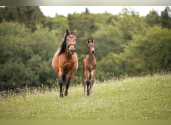 Österreichisches Warmblut, Stute, 13 Jahre, 156 cm, Brauner