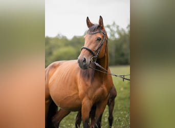 Österreichisches Warmblut, Stute, 13 Jahre, 156 cm, Brauner