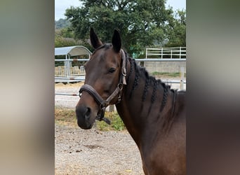 Österreichisches Warmblut, Stute, 13 Jahre, 158 cm, Brauner