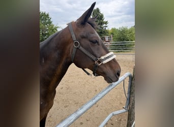 Österreichisches Warmblut, Stute, 13 Jahre, 158 cm, Brauner