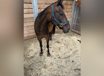 Österreichisches Warmblut, Stute, 13 Jahre, 158 cm, Brauner