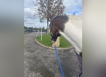 Österreichisches Warmblut, Stute, 13 Jahre, 158 cm, Schecke