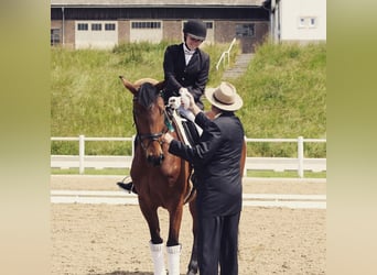 Österreichisches Warmblut, Stute, 13 Jahre, 168 cm, Brauner