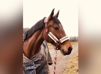 Österreichisches Warmblut, Stute, 13 Jahre, 168 cm, Brauner