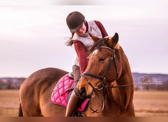 Österreichisches Warmblut, Stute, 13 Jahre, 168 cm, Brauner