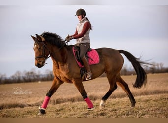 Österreichisches Warmblut, Stute, 13 Jahre, 168 cm, Brauner
