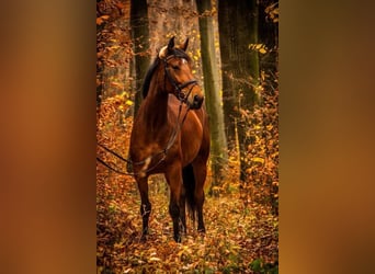 Österreichisches Warmblut, Stute, 13 Jahre, 168 cm, Brauner