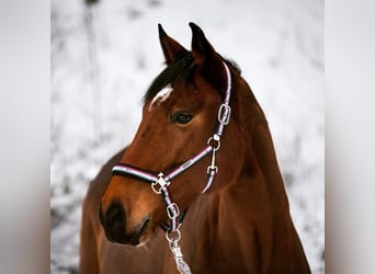 Österreichisches Warmblut, Stute, 13 Jahre, 168 cm, Brauner