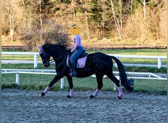 Österreichisches Warmblut, Stute, 13 Jahre, 168 cm, Rappe