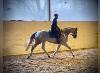 Österreichisches Warmblut, Stute, 13 Jahre, 168 cm, Schimmel