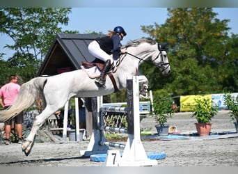 Österreichisches Warmblut, Stute, 13 Jahre, 170 cm, Schimmel