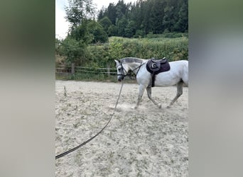 Österreichisches Warmblut, Stute, 13 Jahre, 172 cm, Schimmel