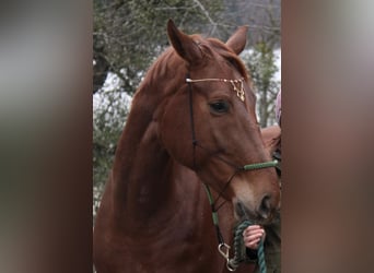 Österreichisches Warmblut, Stute, 13 Jahre, 180 cm, Fuchs