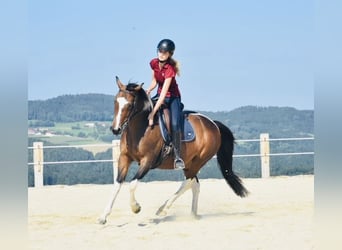 Österreichisches Warmblut, Stute, 14 Jahre, 156 cm, Schecke