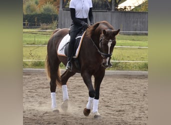 Österreichisches Warmblut, Stute, 14 Jahre, 162 cm, Dunkelfuchs