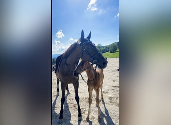 Österreichisches Warmblut, Stute, 14 Jahre, 163 cm, Dunkelbrauner