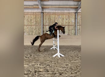 Österreichisches Warmblut, Stute, 14 Jahre, 170 cm, Dunkelfuchs