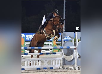 Österreichisches Warmblut, Stute, 14 Jahre, 170 cm, Dunkelfuchs