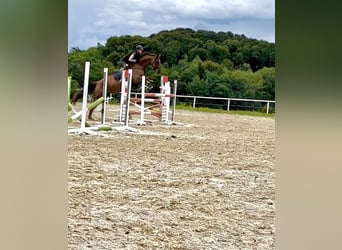 Österreichisches Warmblut, Stute, 14 Jahre, 170 cm, Dunkelfuchs