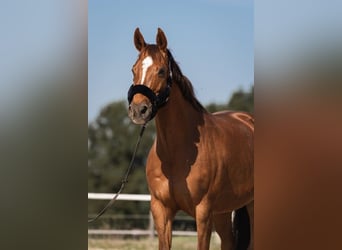 Österreichisches Warmblut, Stute, 14 Jahre, 170 cm, Dunkelfuchs