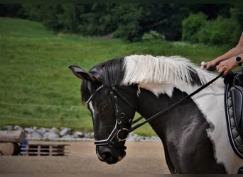 Österreichisches Warmblut, Stute, 15 Jahre, 148 cm, Schecke