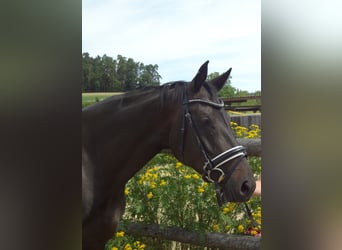 Österreichisches Warmblut, Stute, 15 Jahre, 168 cm, Schwarzbrauner