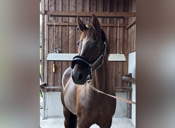 Österreichisches Warmblut, Stute, 15 Jahre, 172 cm, Dunkelfuchs