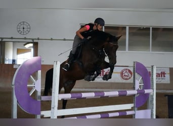 Österreichisches Warmblut, Stute, 16 Jahre, 161 cm, Schwarzbrauner