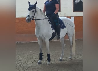 Österreichisches Warmblut, Stute, 16 Jahre, 162 cm, Schimmel