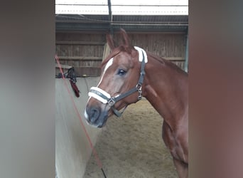 Österreichisches Warmblut, Stute, 16 Jahre, 164 cm, Dunkelfuchs