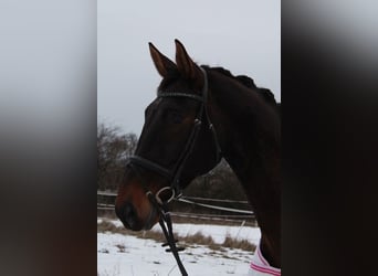 Österreichisches Warmblut, Stute, 16 Jahre, 172 cm, Brauner