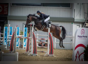 Österreichisches Warmblut, Stute, 16 Jahre, Brauner