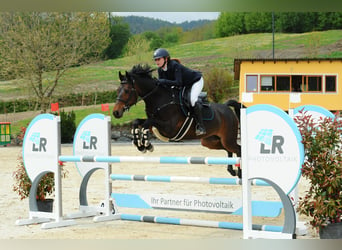 Österreichisches Warmblut, Stute, 16 Jahre, Brauner