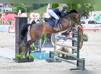 Österreichisches Warmblut, Stute, 16 Jahre, Brauner