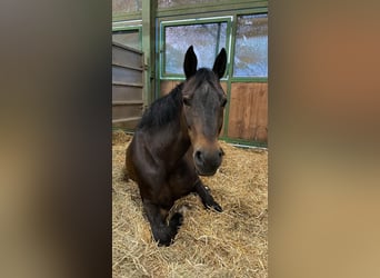 Österreichisches Warmblut, Stute, 16 Jahre