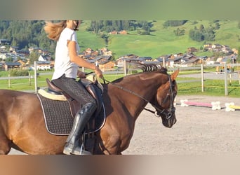 Österreichisches Warmblut, Stute, 17 Jahre, 165 cm, Dunkelfuchs