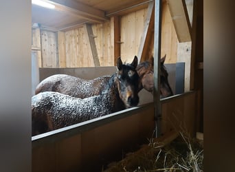 Österreichisches Warmblut, Stute, 17 Jahre, 165 cm, Dunkelfuchs