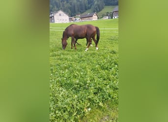 Österreichisches Warmblut, Stute, 17 Jahre, 165 cm, Dunkelfuchs