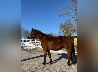 Österreichisches Warmblut, Stute, 18 Jahre, 160 cm, Brauner