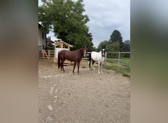 Österreichisches Warmblut Mix, Stute, 18 Jahre, 160 cm