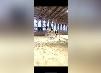 Österreichisches Warmblut Mix, Stute, 18 Jahre, 160 cm