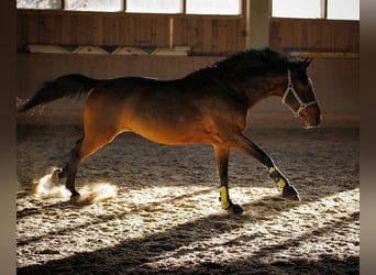 Österreichisches Warmblut, Stute, 18 Jahre, 165 cm, Brauner