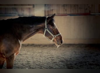 Österreichisches Warmblut, Stute, 18 Jahre, 165 cm, Brauner