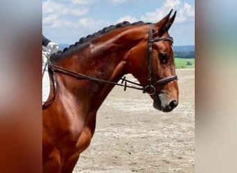 Österreichisches Warmblut, Stute, 18 Jahre, 165 cm, Brauner