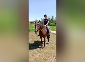 Österreichisches Warmblut, Stute, 18 Jahre, 165 cm, Dunkelfuchs