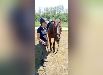 Österreichisches Warmblut, Stute, 18 Jahre, 165 cm, Dunkelfuchs